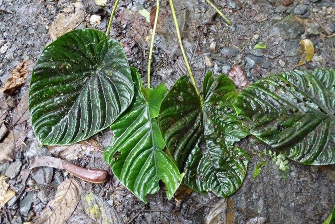 Anthurium debile