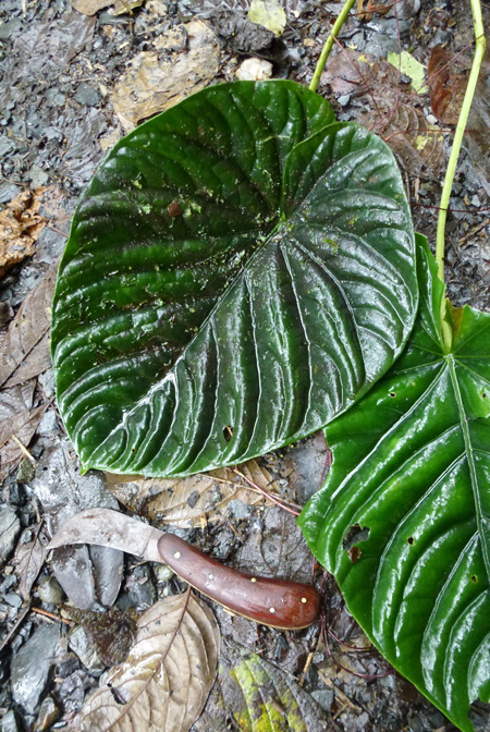 Anthurium debile