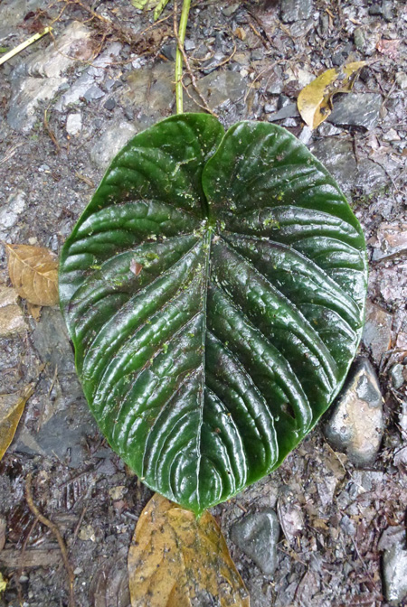 Anthurium debile