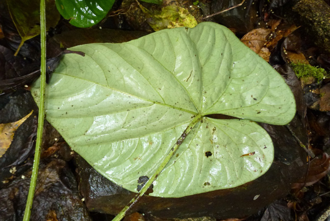 Anthurium debile