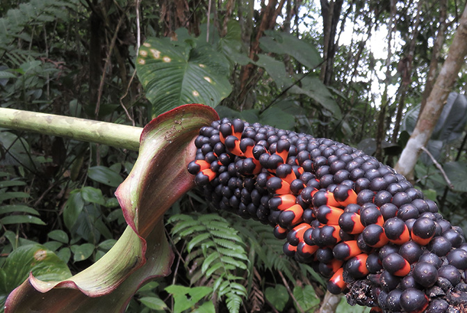 Anthurium decipiens