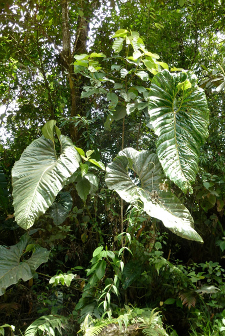 Anthurium decipiens