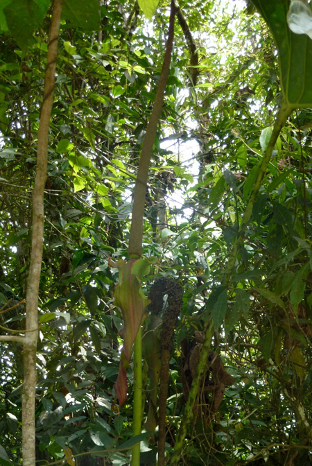 Anthurium decipiens
