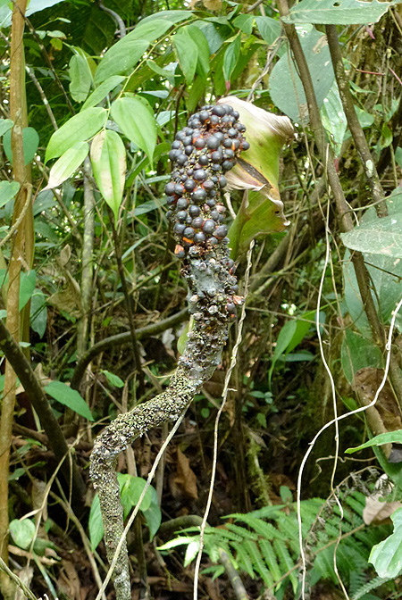 Anthurium decipiens