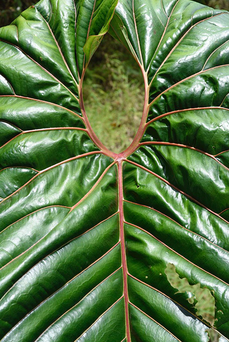 Anthurium decipiens
