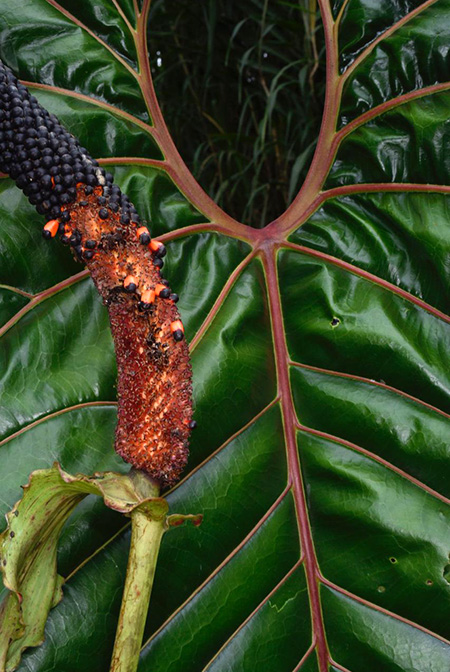 Anthurium decipiens