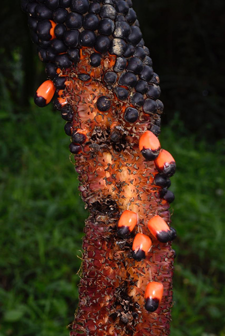 Anthurium decipiens
