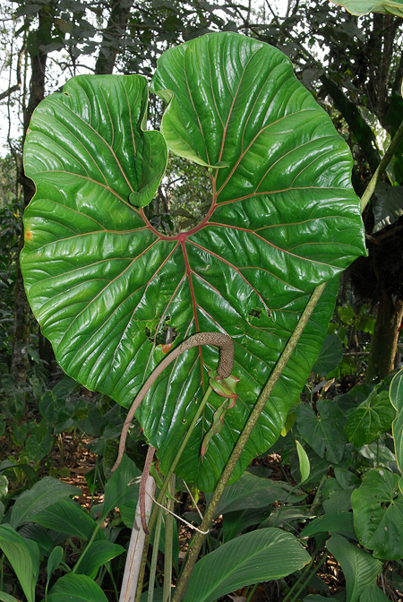 Anthurium decipiens