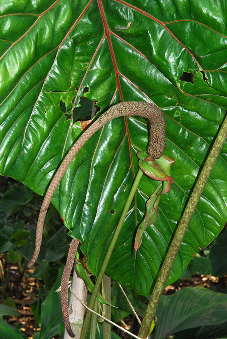 Anthurium decipiens