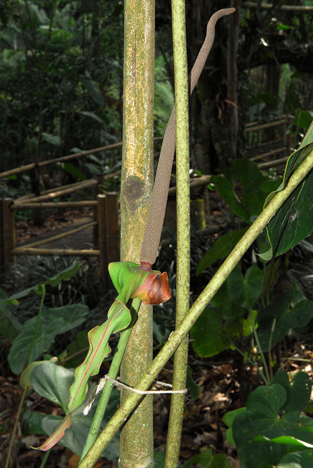 Anthurium decipiens