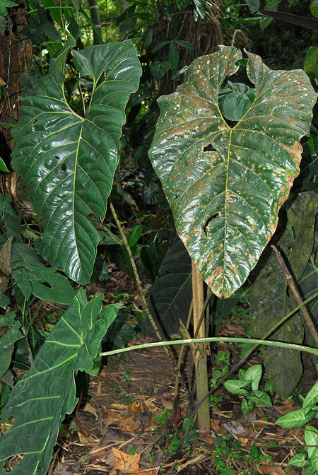 Anthurium decipiens