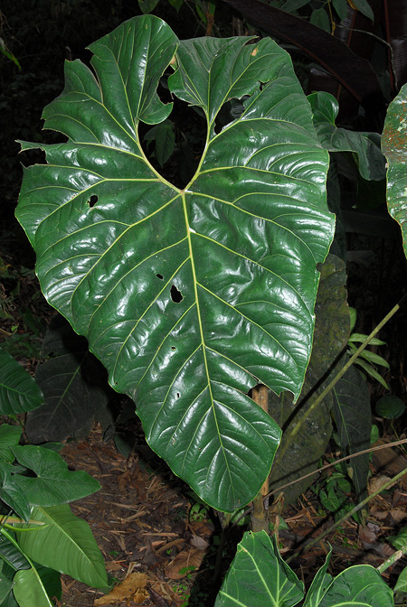 Anthurium decipiens