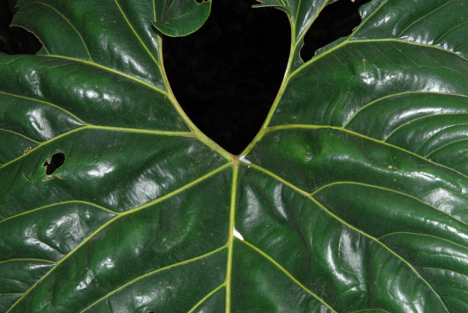Anthurium decipiens