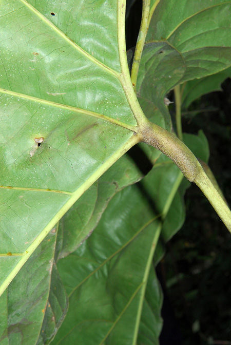 Anthurium decipiens