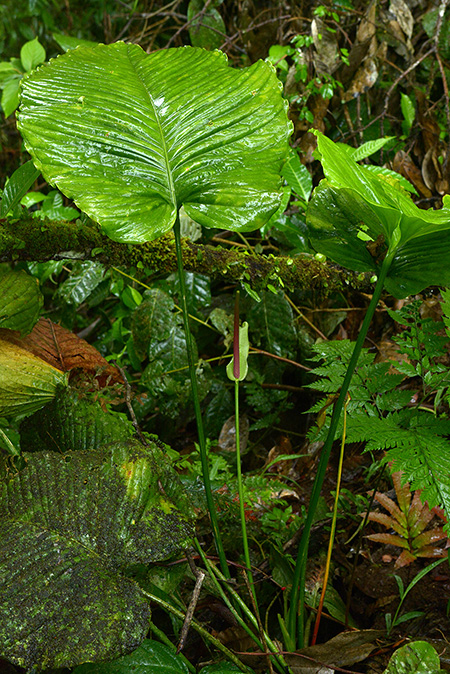 Anthurium decursivum
