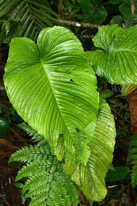 Anthurium decursivum