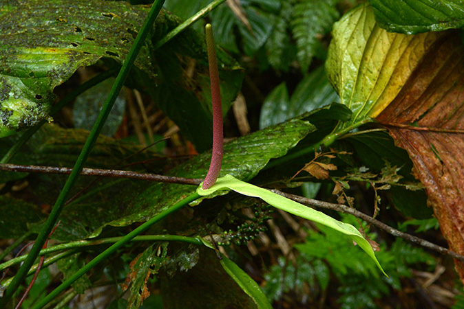 Anthurium decursivum