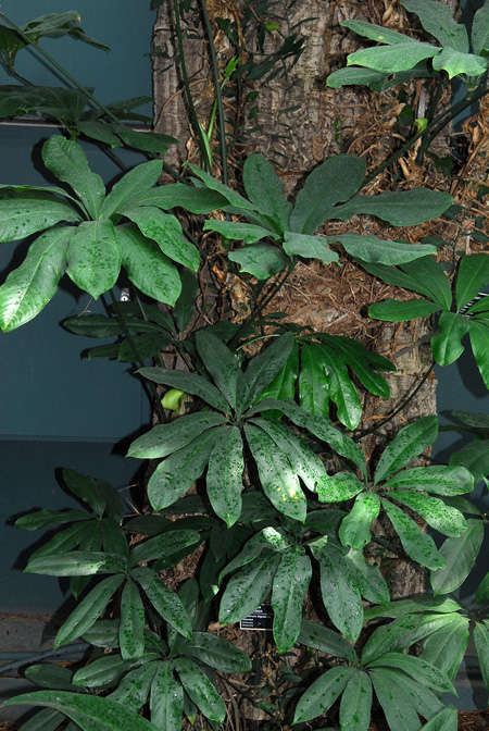 Anthurium digitatum