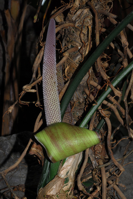 Anthurium digitatum