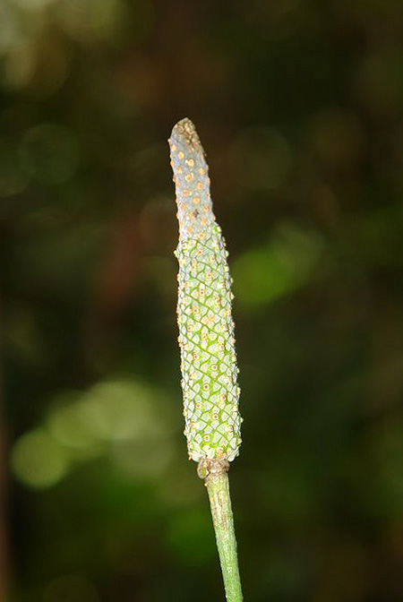 Anthurium dolichocnemum