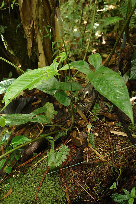 Anthurium dolichocnemum