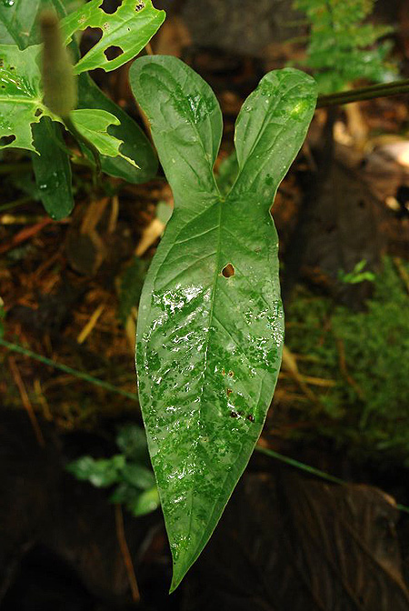 Anthurium dolichocnemum