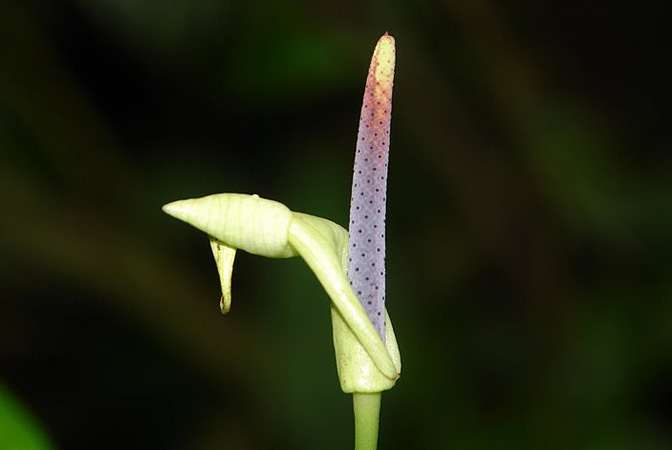 Anthurium dolichocnemum