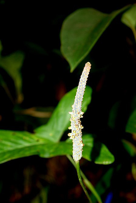 Anthurium dolichocnemum