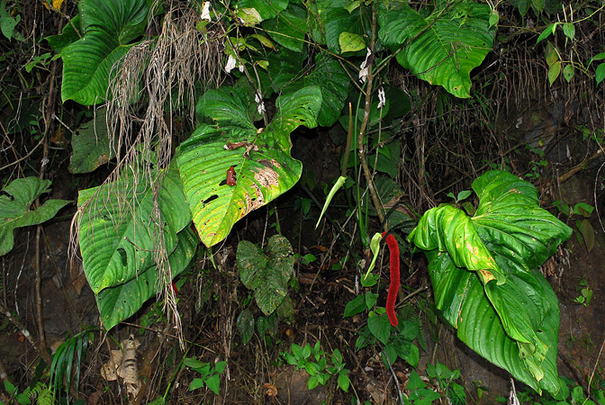 Anthurium dolichostachyum