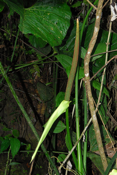 Anthurium dolichostachyum