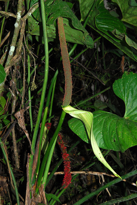 Anthurium dolichostachyum