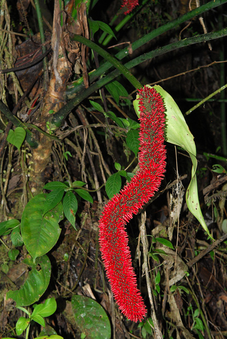 Anthurium dolichostachyum