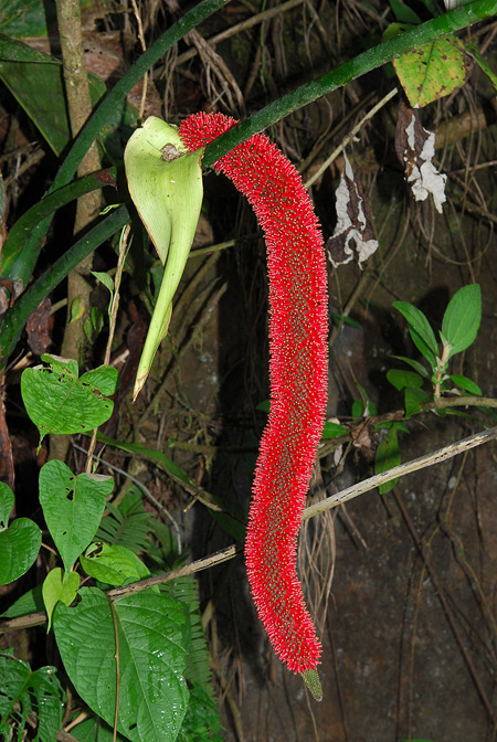 Anthurium dolichostachyum