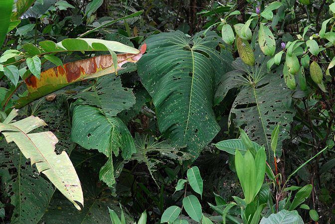 Anthurium dolichostachyum