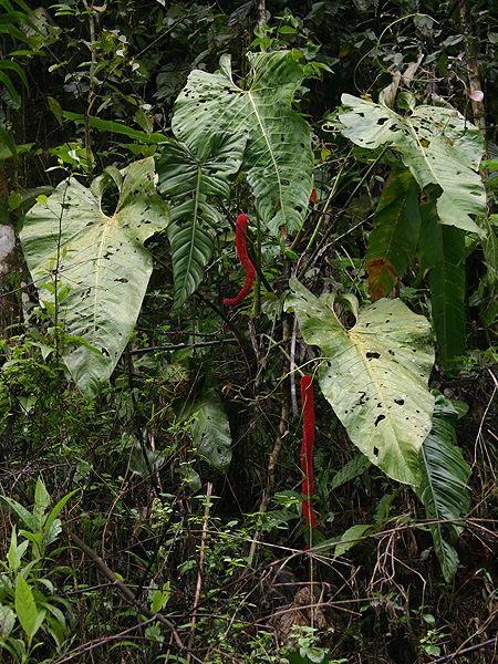 Anthurium dolichostachyum