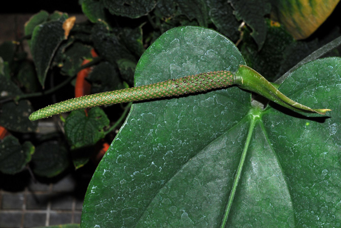 Anthurium dominicense