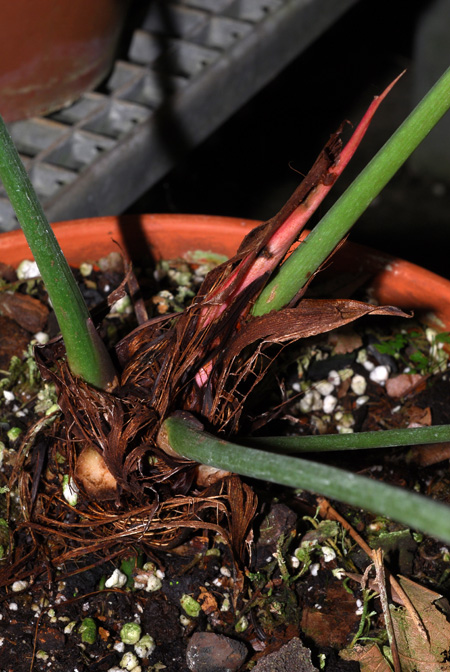 Anthurium dominicense