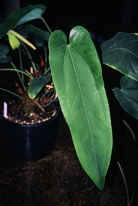 Anthurium dominicense