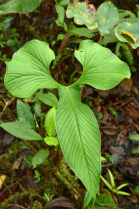 Anthurium draconopterum