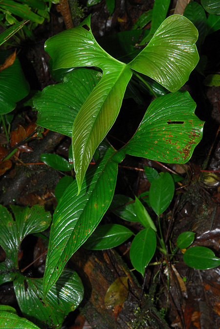 Anthurium draconopterum