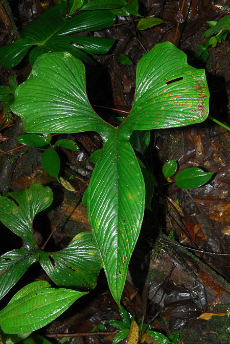 Anthurium draconopterum