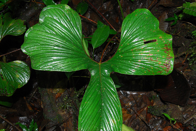 Anthurium draconopterum