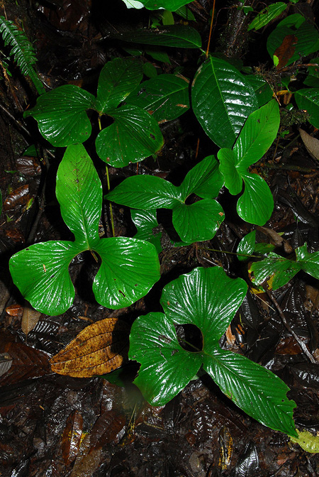 Anthurium draconopterum