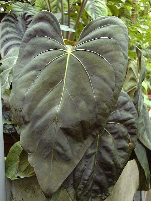 Anthurium dressleri