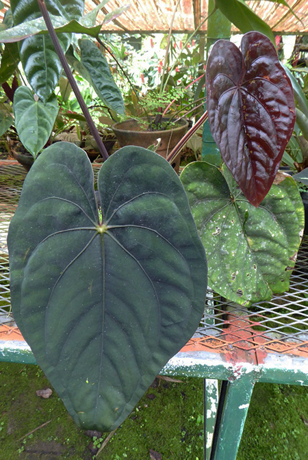 Anthurium dressleri