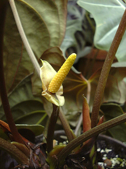 Anthurium dressleri