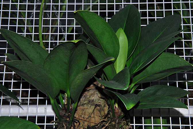Anthurium durandii