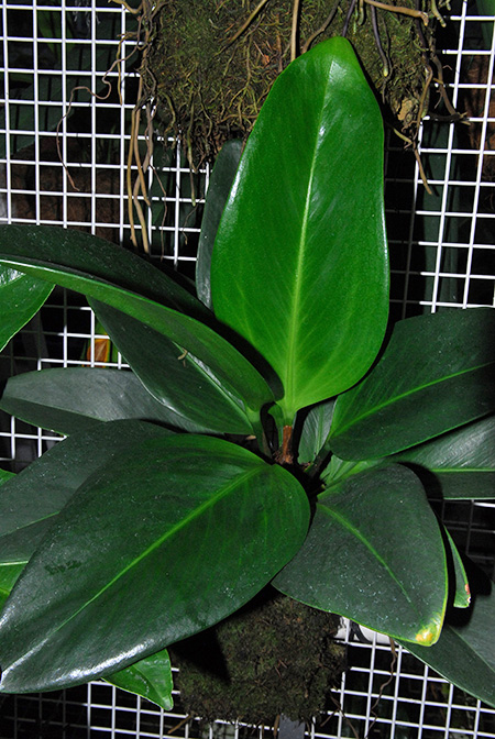 Anthurium durandii