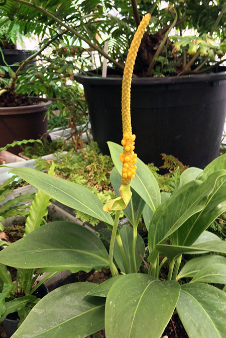 Anthurium durandii