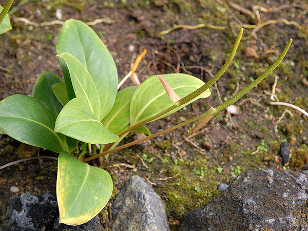 Anthurium durandii